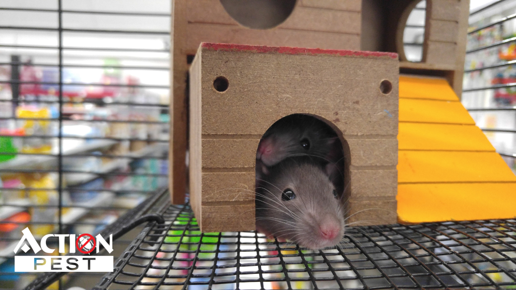 5 Proven Steps to Get Rid of Mice in your Attic