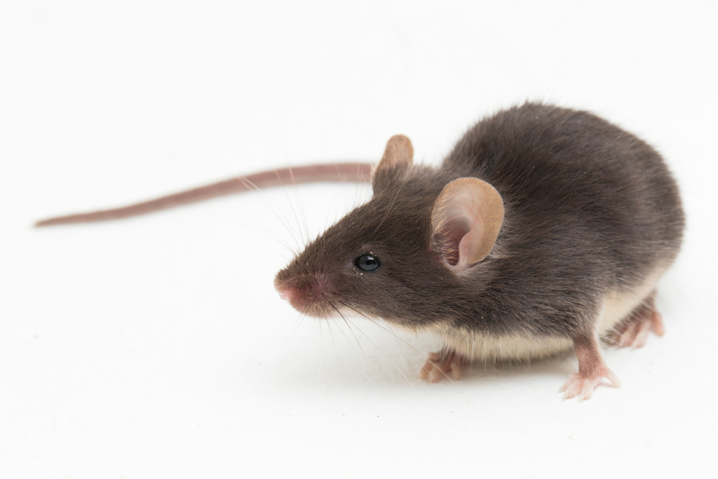 Rat vs Mouse: What's The Difference & How to Control