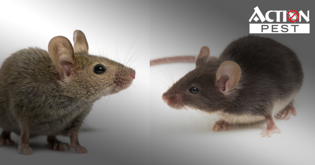 Action Pest Control ServicesRat vs Mouse What's The Difference & How