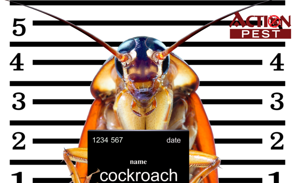 Cockroach taking a mugshot holding up a name plate with date and identification number on it.