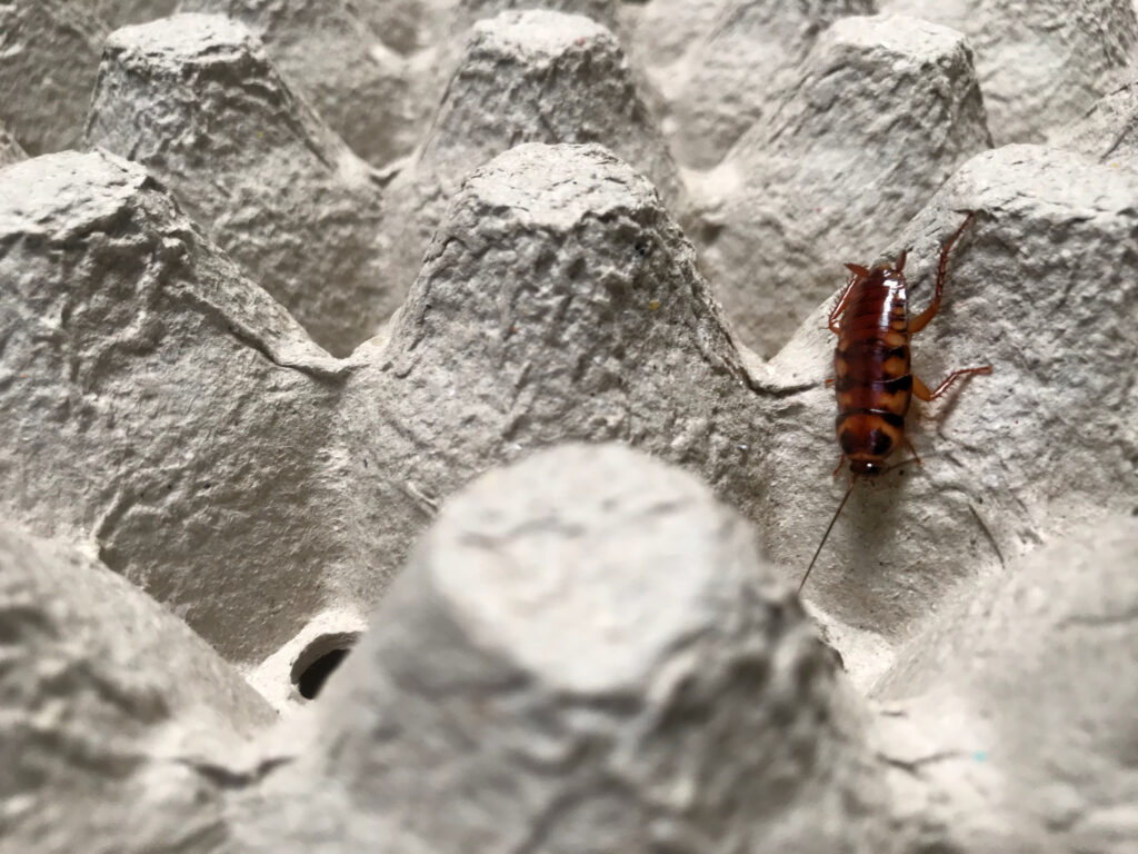 Brown banded cockroach. It has light brown bands running across its body.