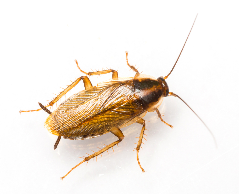 The German cockroach has a light brown colour with two dark brown stripes running down its body.