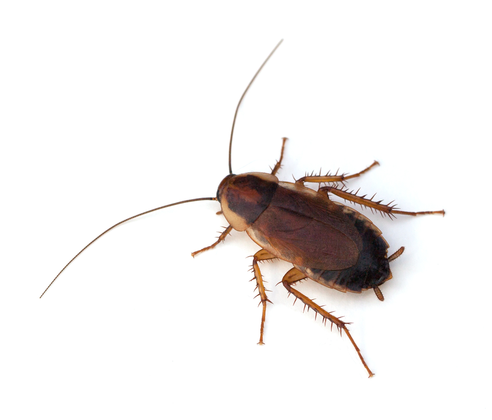 The wood cockroach has a light brown colour and looks a lot like the American  cockroach but smaller.
