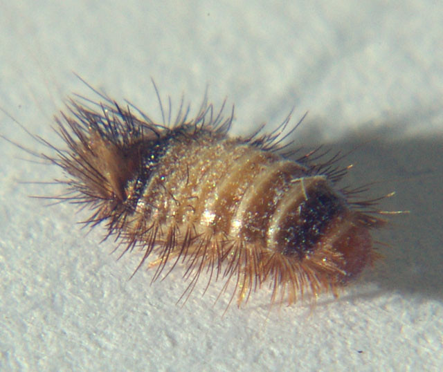 Carpet Beetle Larvae on a white background. It looks like a short worm with long hairs protruding from its sides and back.