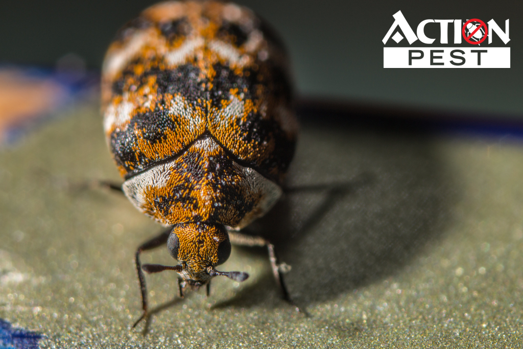 VARIED CARPET BEETLE TRAP