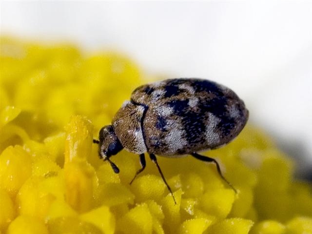 Carpet Beetle Pest Control Methods You Should Try – Pest Supply Canada
