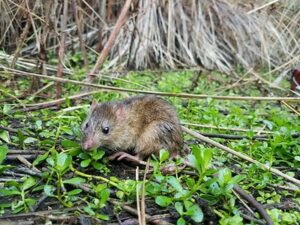 Rice rat in the wild.