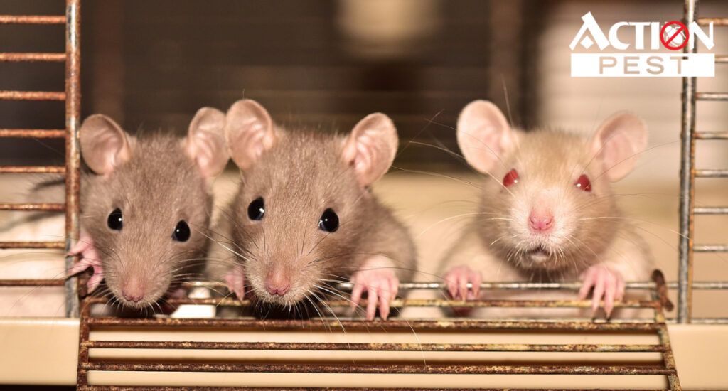 3 rats peaking through a cage. One looks different from the other two with red eyes and white nostril.