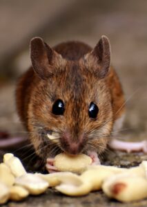 Wood rat in the wild. It has wide black eyes and brown fur.