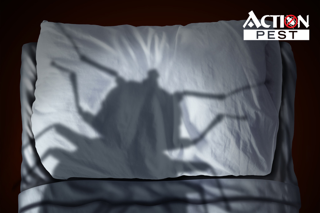 Shadow of bed bug looms over a white pillow.