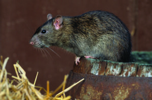 Brown rat sitting on a barrel in search for food.