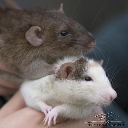 2 Brown rats held in each hand. One has brown hair while the other has white hair with brown spots.