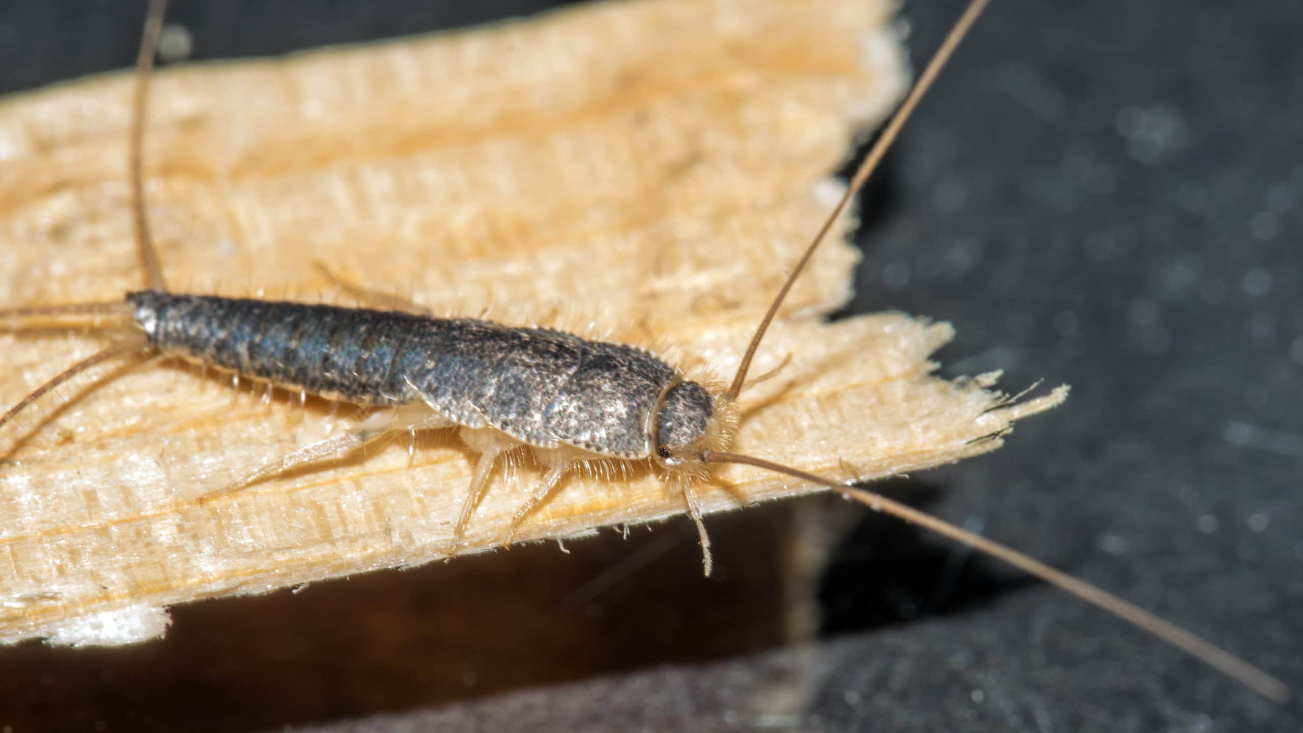 Silverfish Removal - Exterminator in Hamilton and surrounding areas